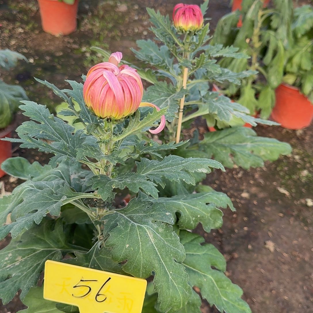 s***o大部分花苞少量开放56香风