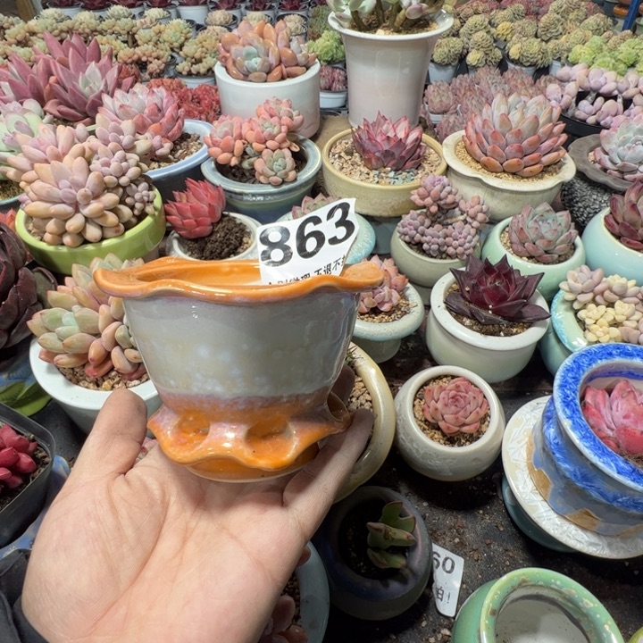 特价花盆满50发货内口8