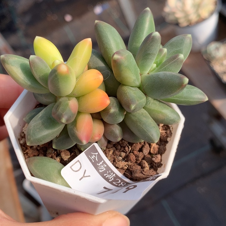 千代田锦多肉植物