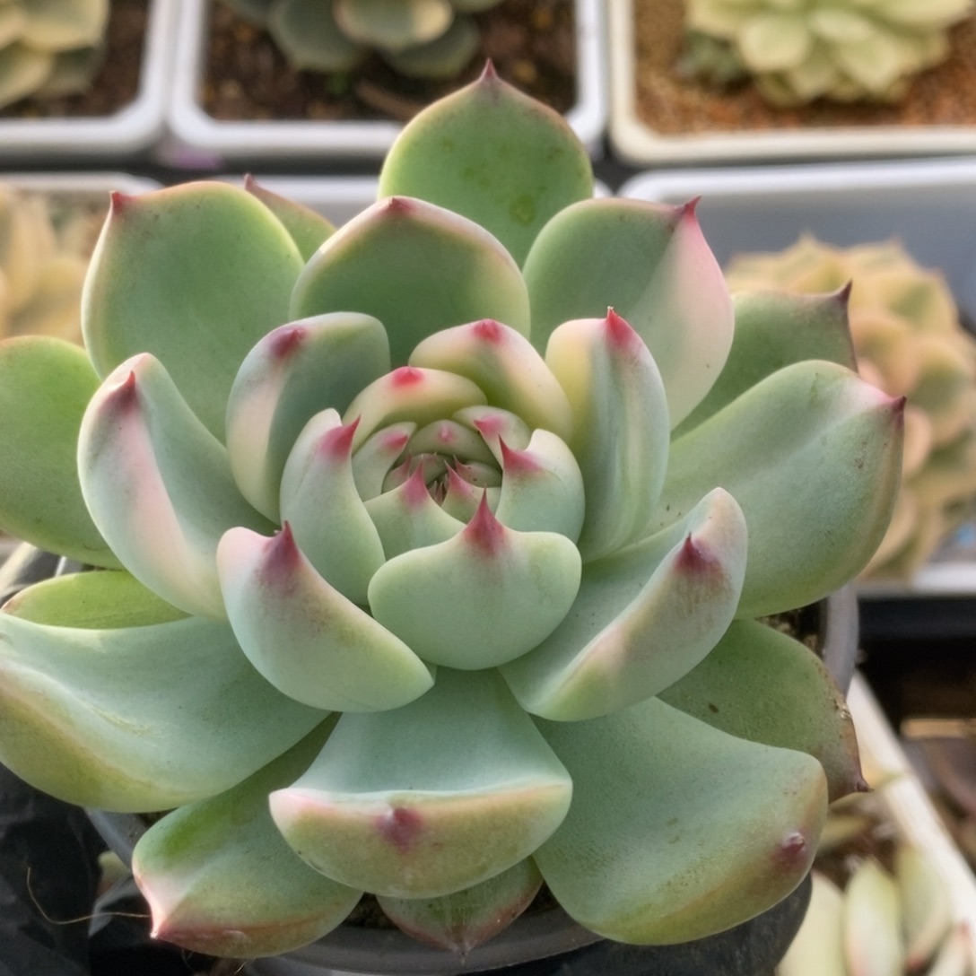 145锦锦锦锦锦锦锦