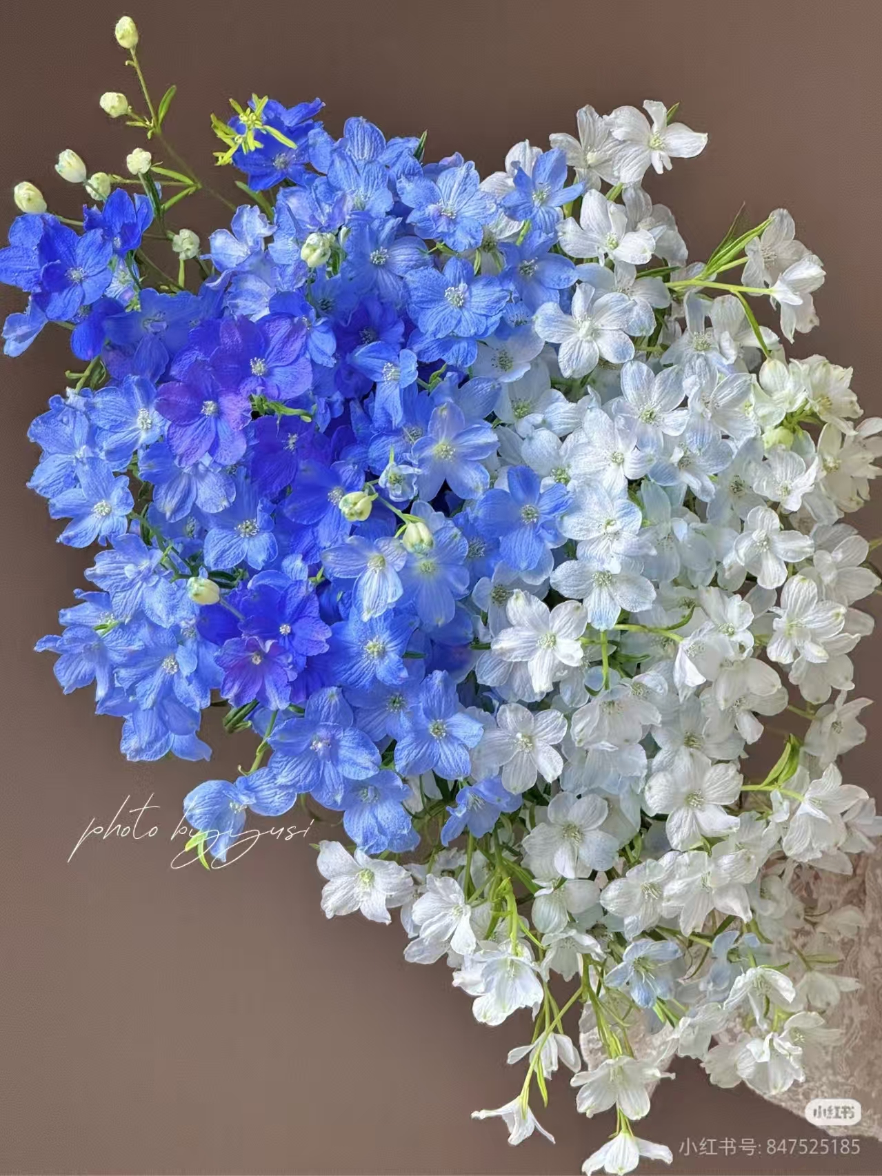 【pp小飞燕1扎】小飞燕  鲜切花