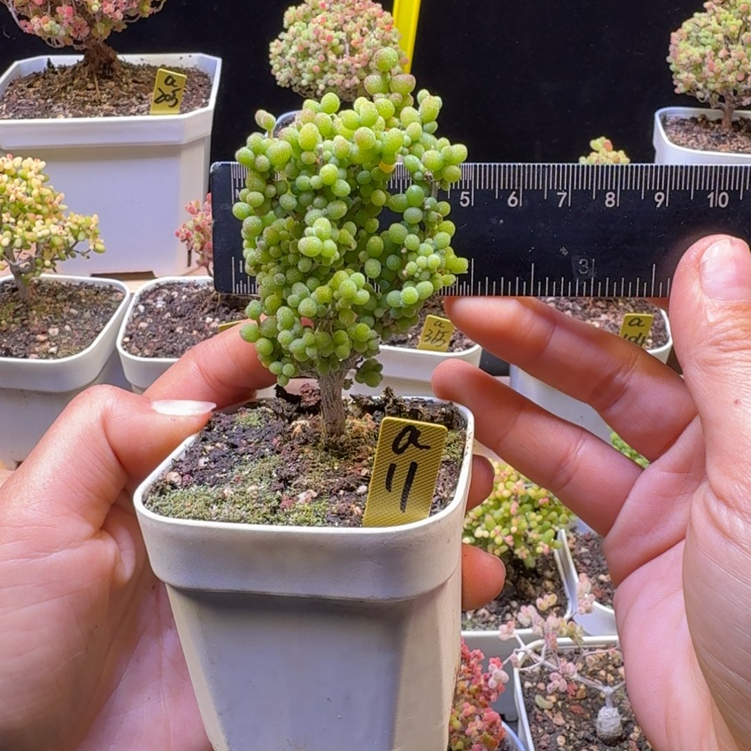 a11号米粒冠服4厘米左右