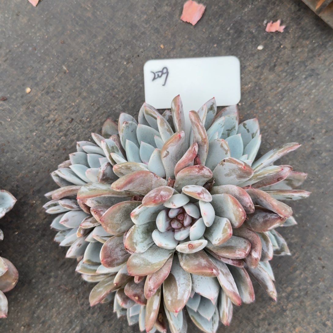 A****一物一拍11-30嫦娥捧花群209