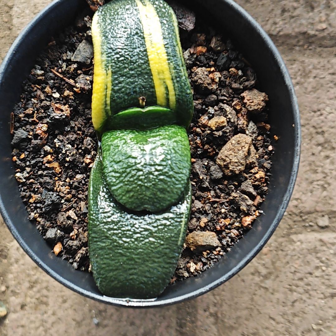 蜗牛一颗多肉植物原盆