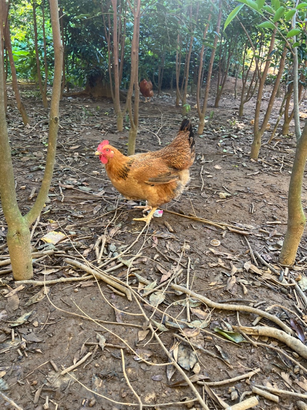 生态散养母鸡新鲜现杀