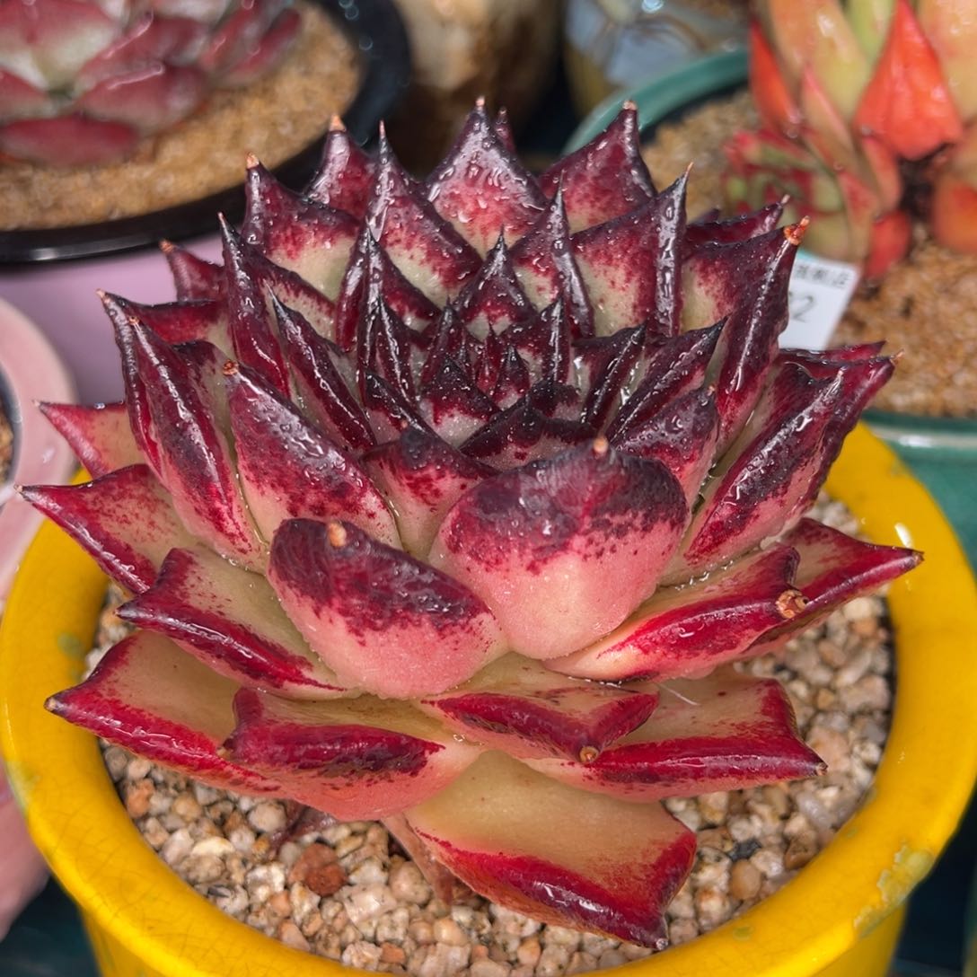 从前慢多肉精选编号0206.32