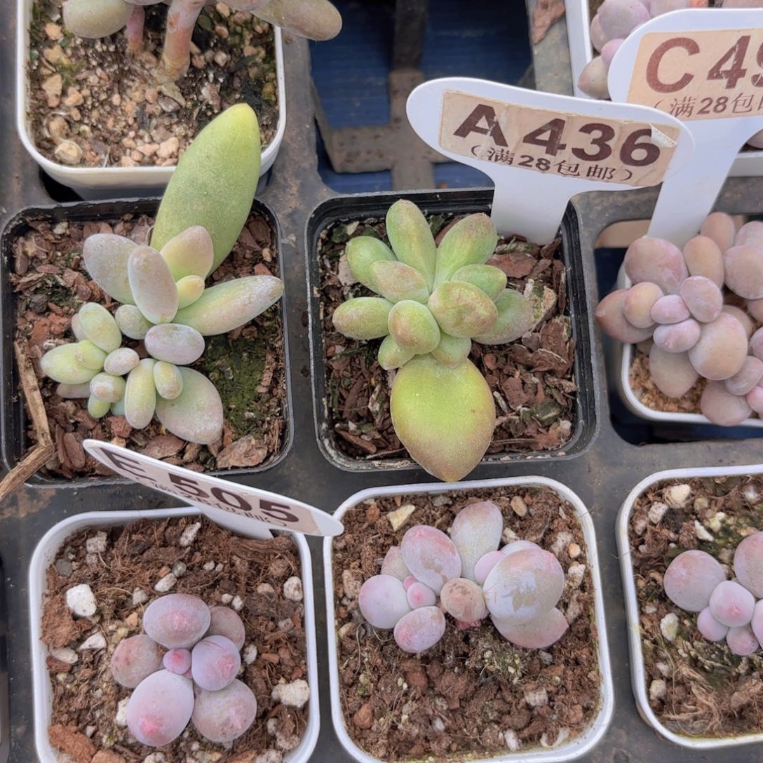 A436乌里韦亚一物一拍