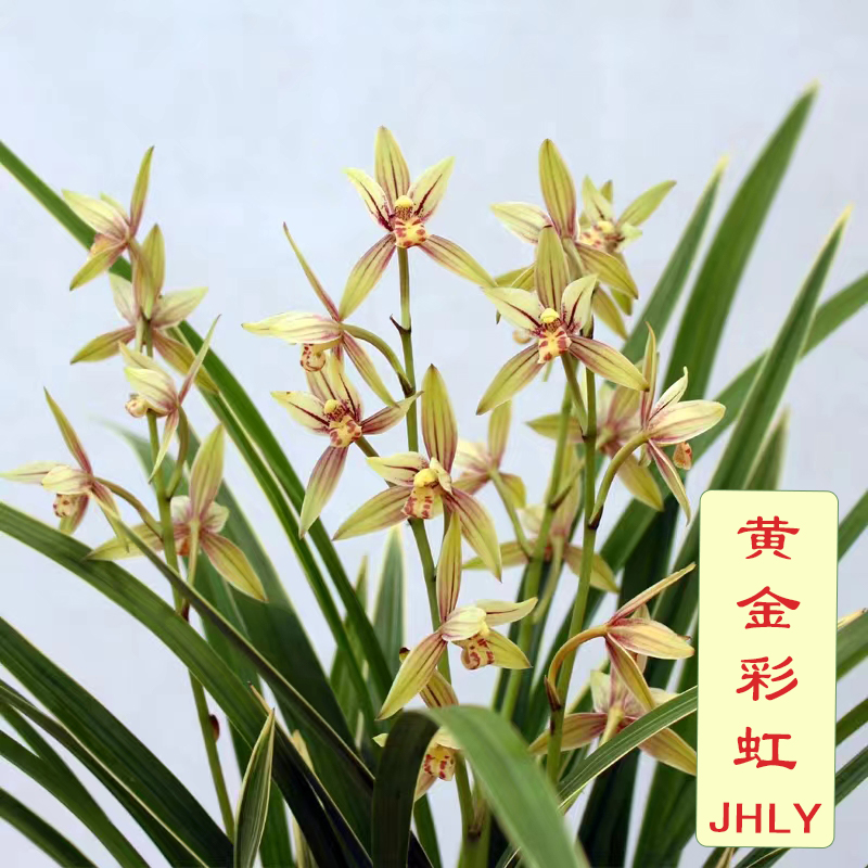 带花剑-黄金彩虹 【建兰经典】[花香清新 叶带金边叶艺 容易复花]