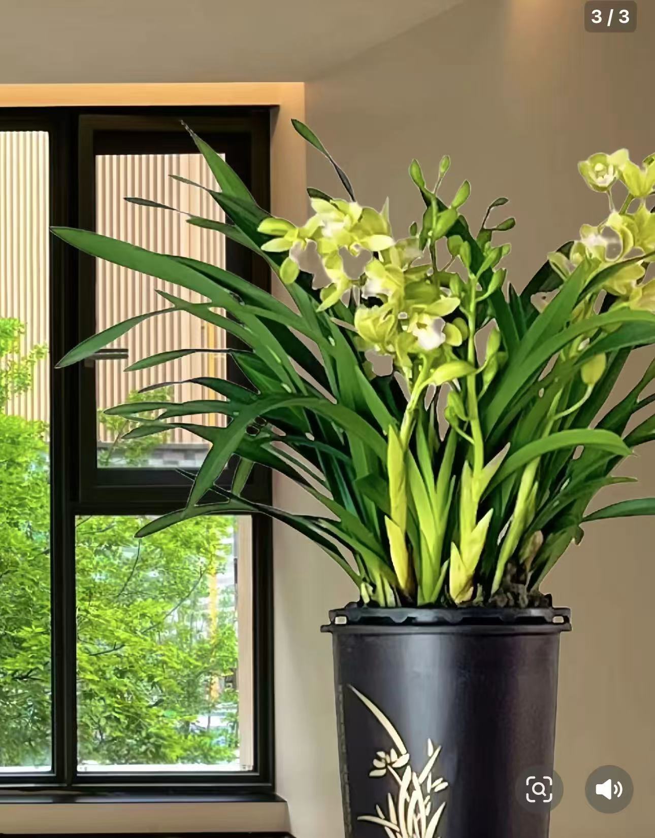 香兰，好养易活，花期很长，生活如兰花，淡雅优然，养花养兰花