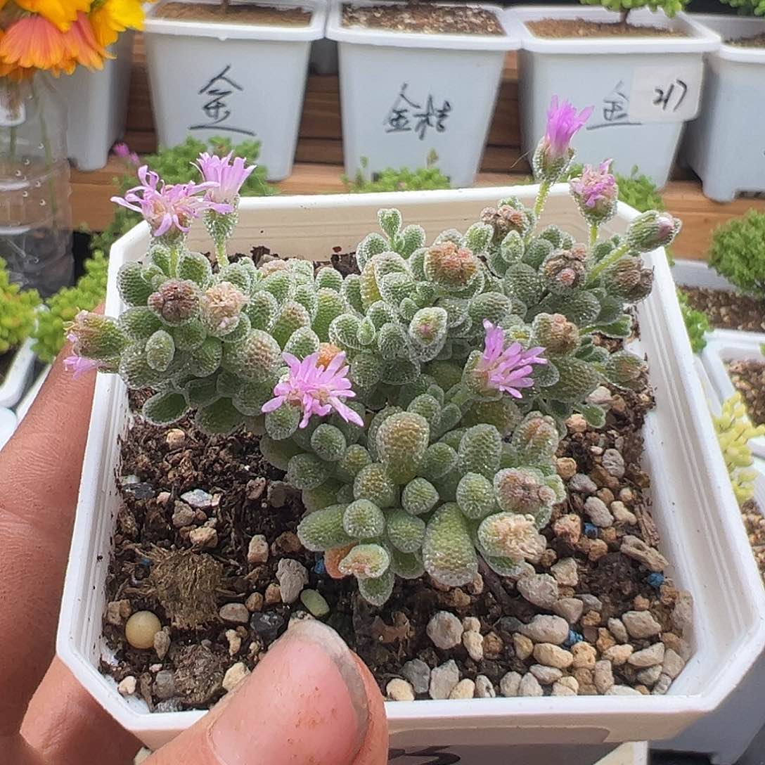 103号粉冰晶5.26多肉