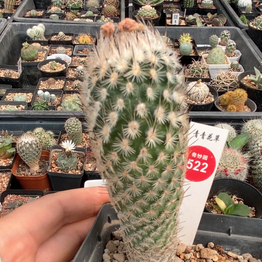 萨拉戈萨3.3cm一棵仙人球