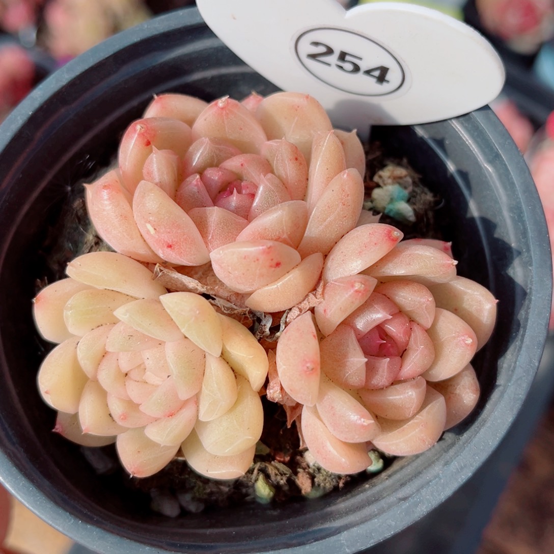 254号小老桩珍妮群