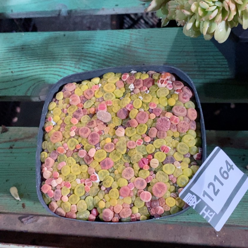 【闪购商品】pp12164