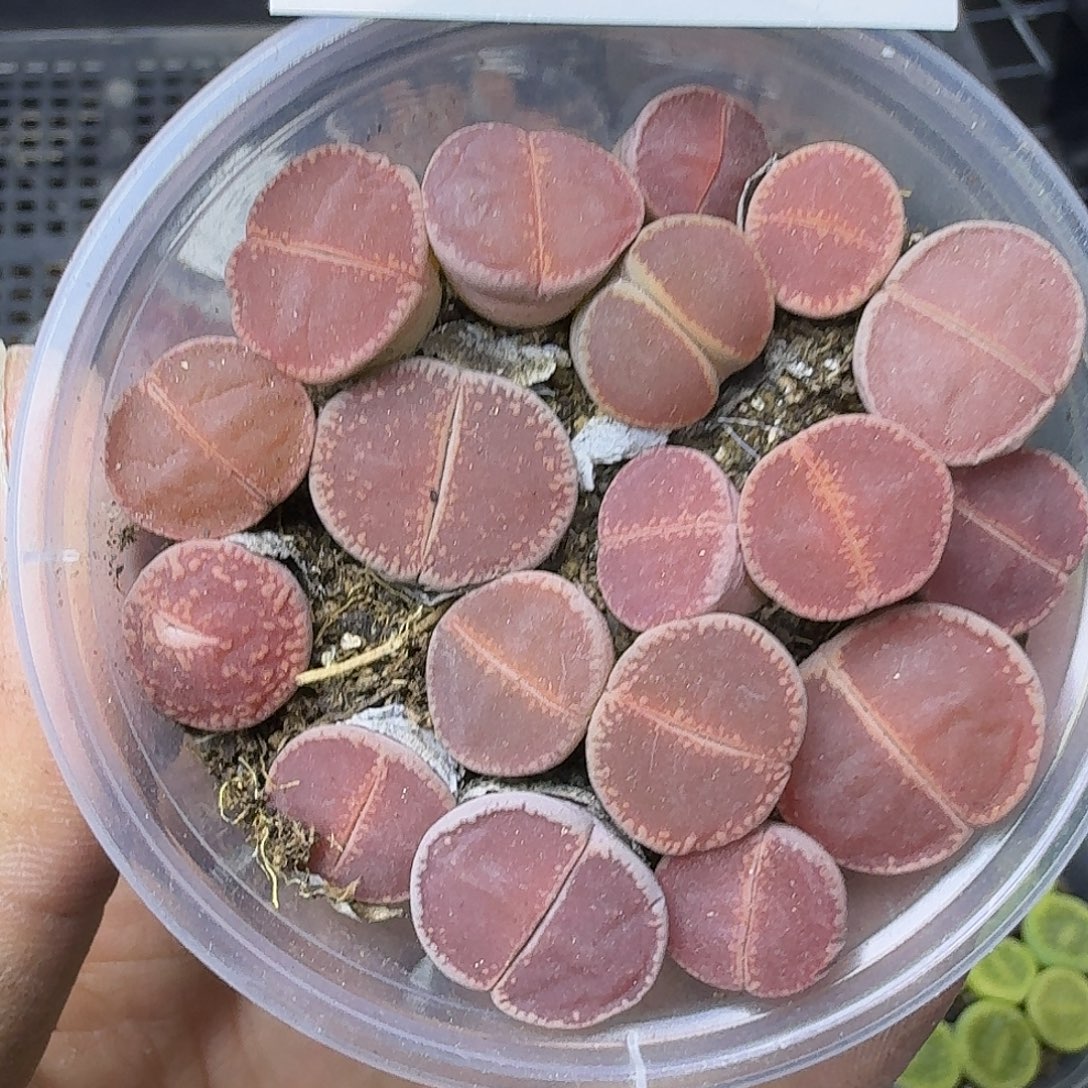 1583 哈哈哈哈哈哈哈哈哈哈