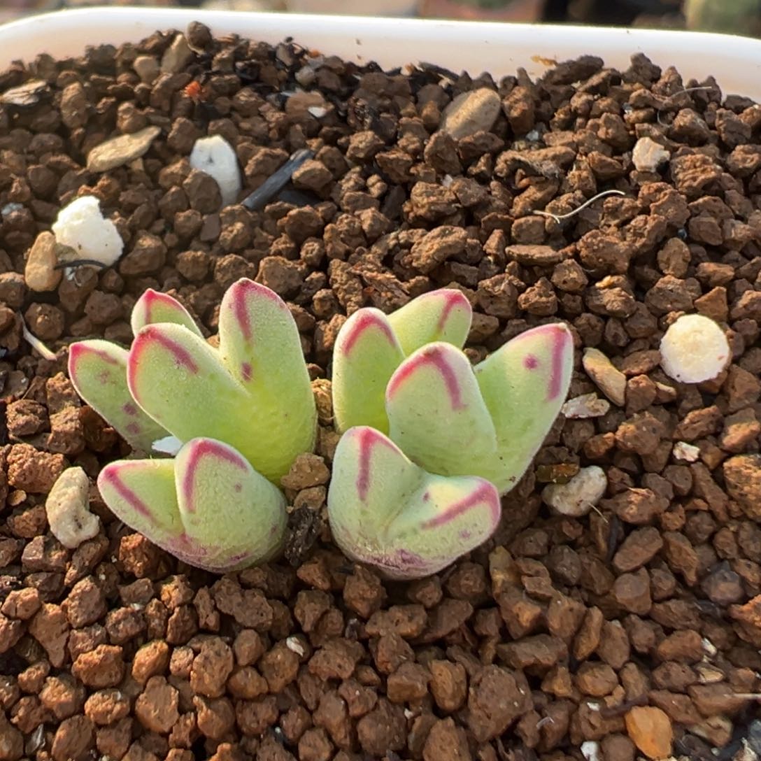 97多肉植物百科猪蹄