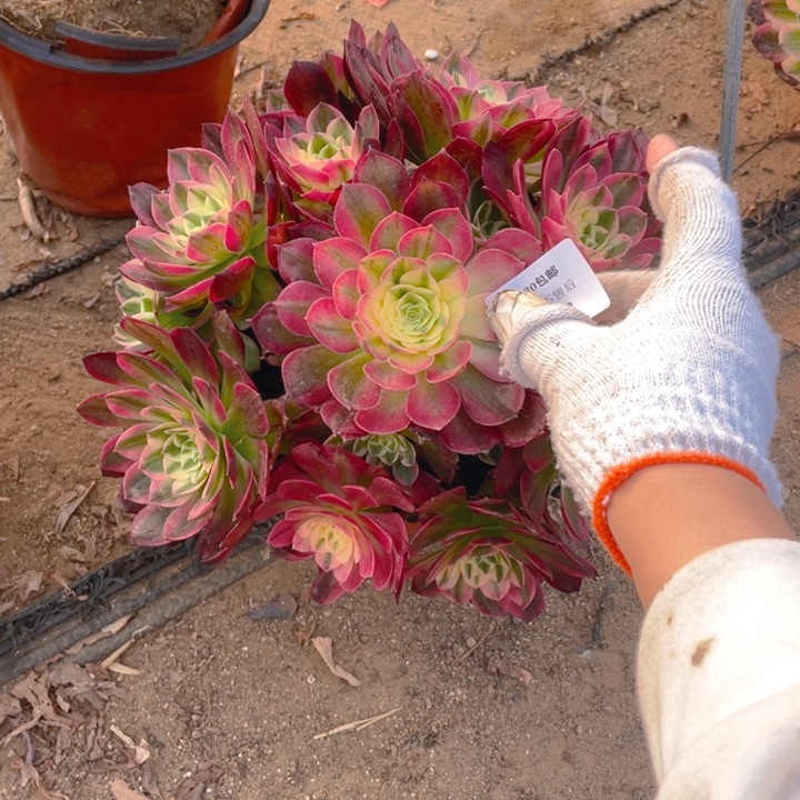 63海仙法师多肉断枝不售后