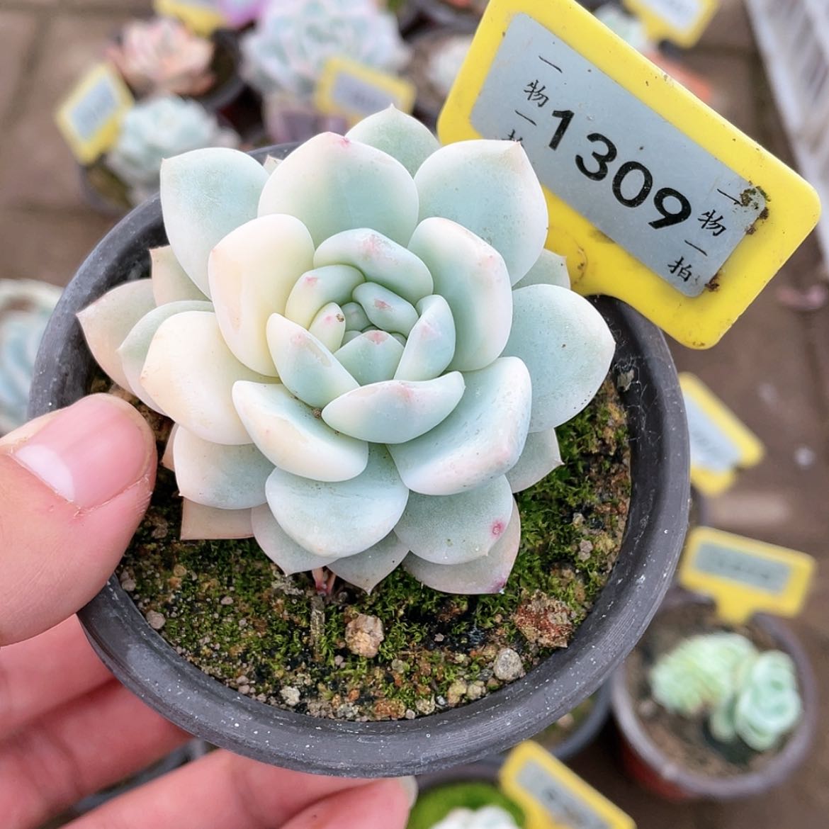 【闪购商品】1309号