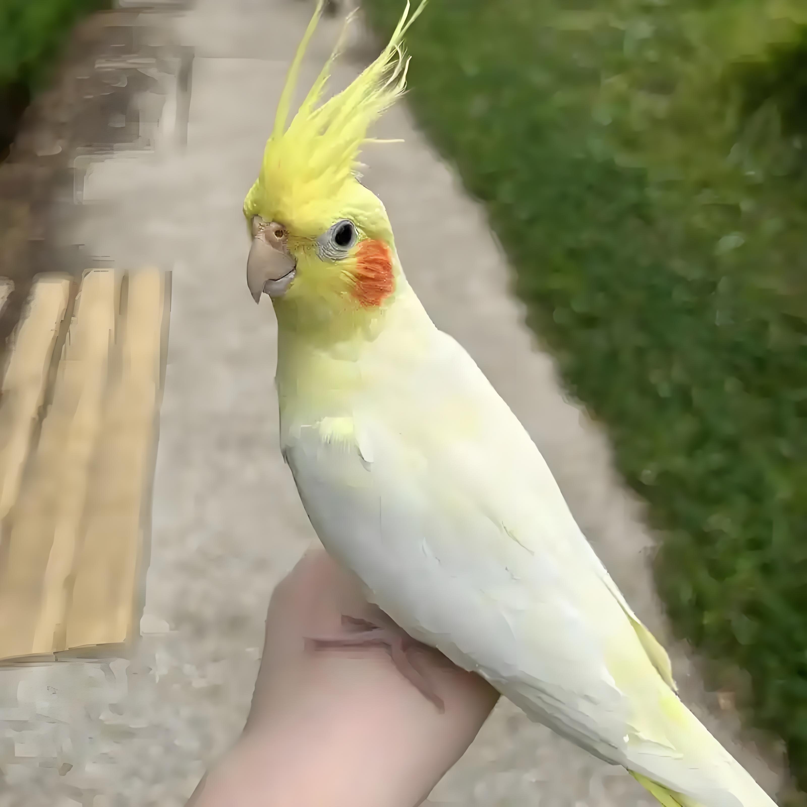 零天手养断奶白百