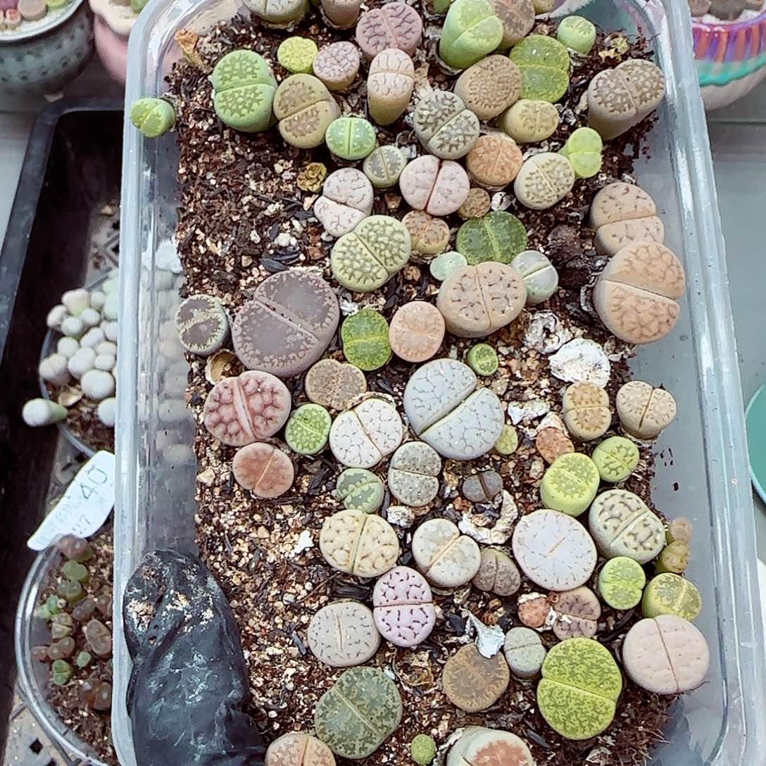 生石花满18包邮0927-49