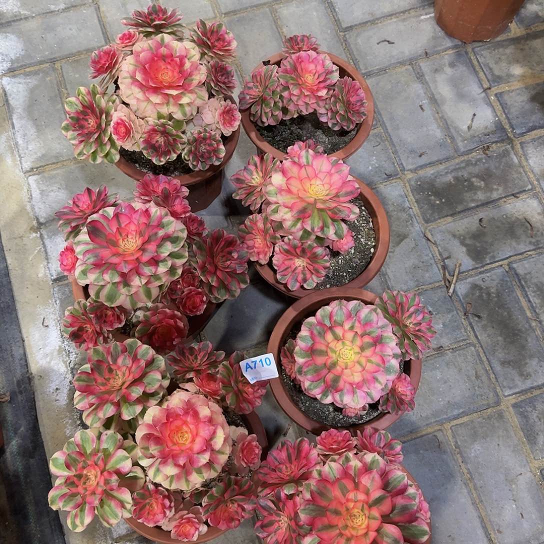 全部花朵沁*710套餐7颗444大小颗都有