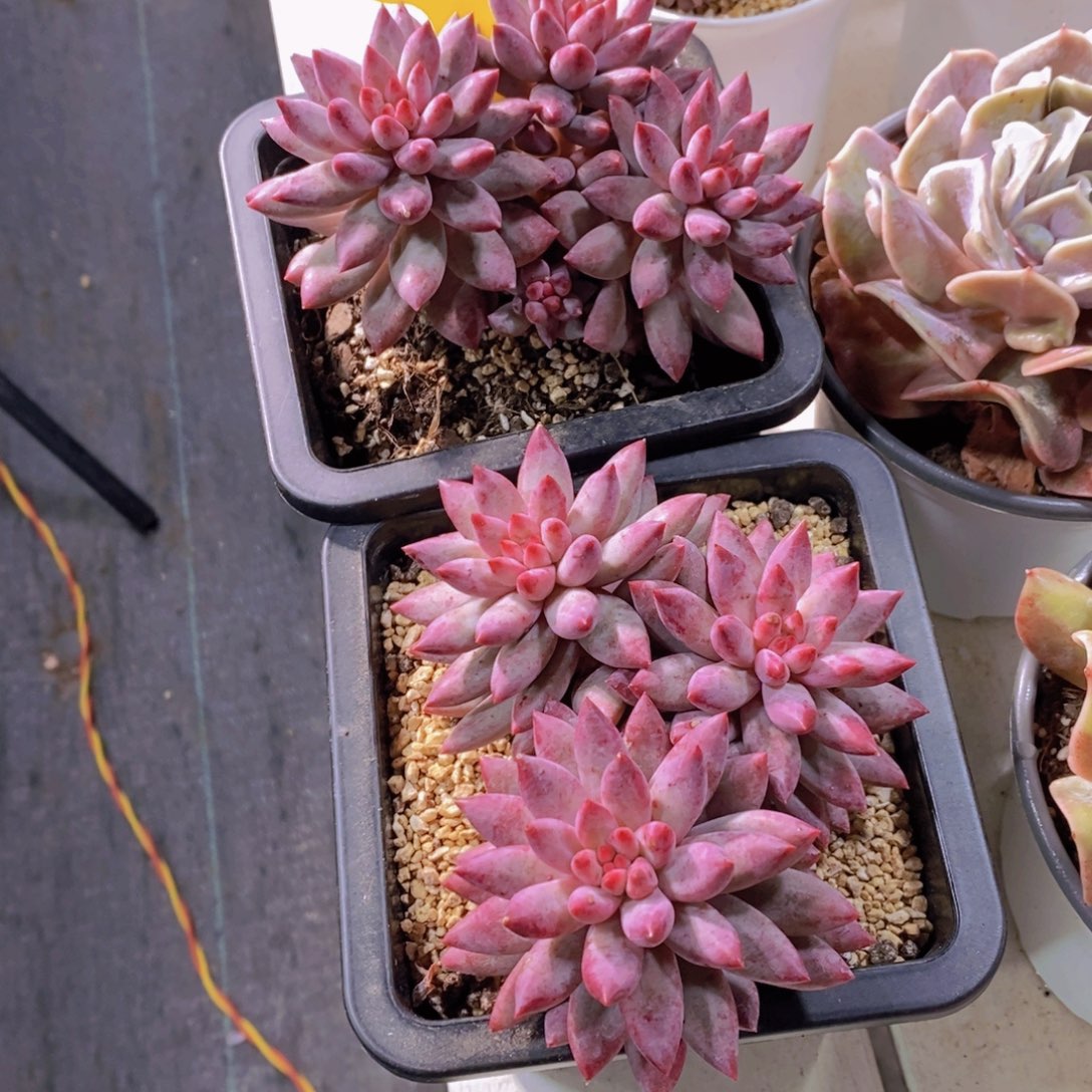 1209-36-精品母本红体虞美人群一个