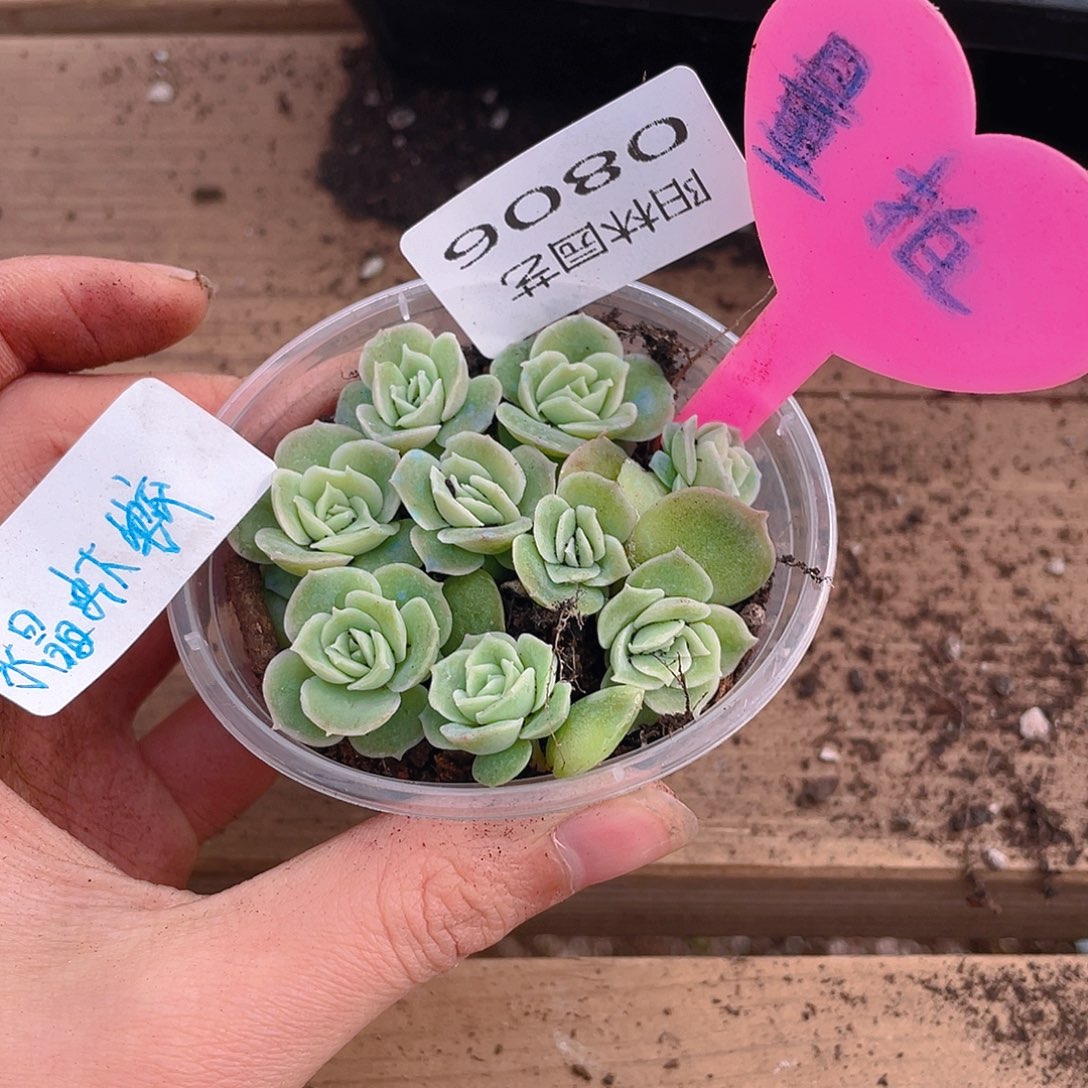 量拍多肉植物多肉植物806