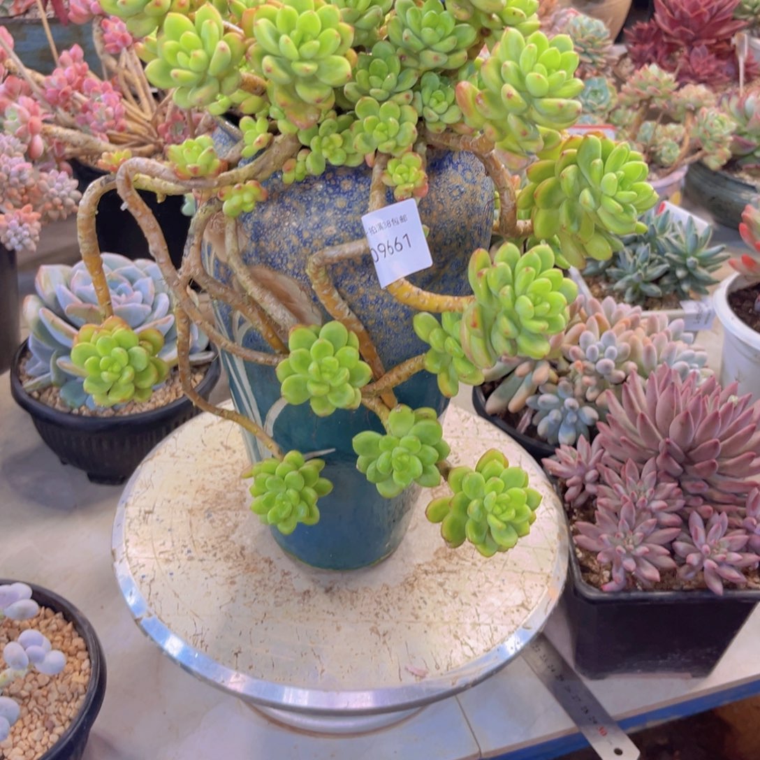 s***e多肉一物一拍9661