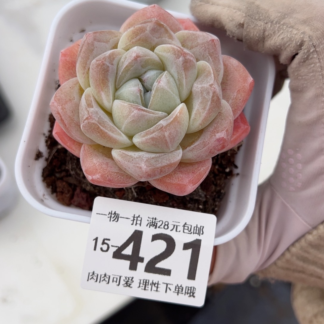 冰玉多肉多肉多肉老桩