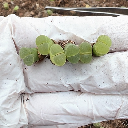 0174，极窗风铃福利