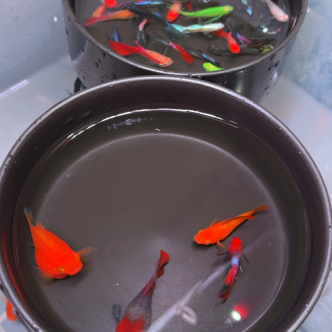 孔雀鱼金玛丽一对+深海蓝一对