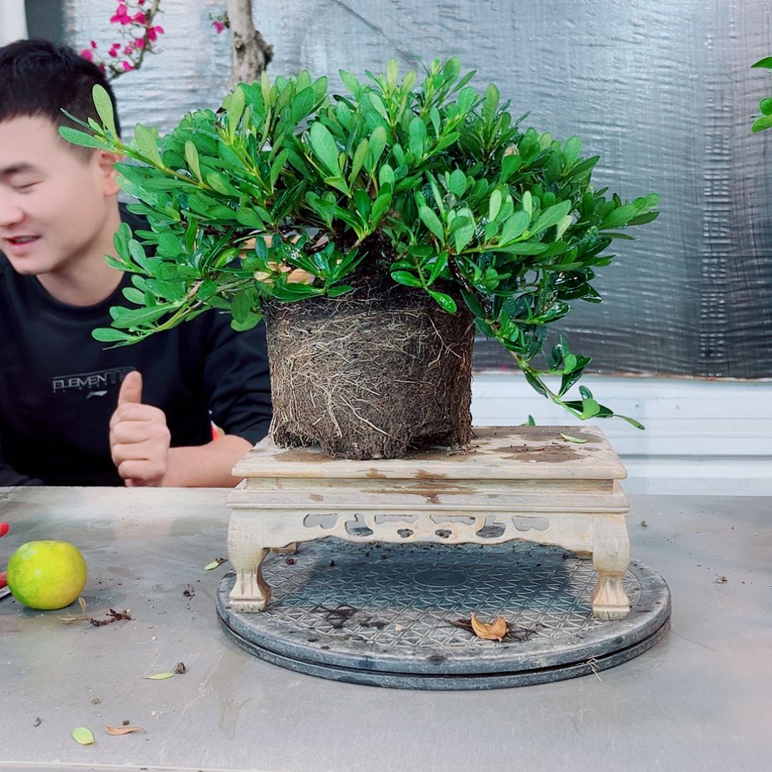 李***n潮珠栀子花花花花