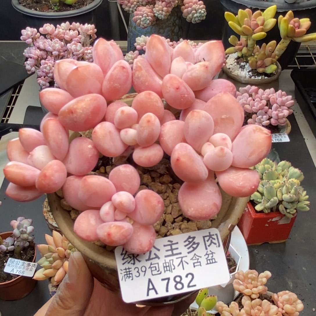 782樱花洛神多肉8c m
