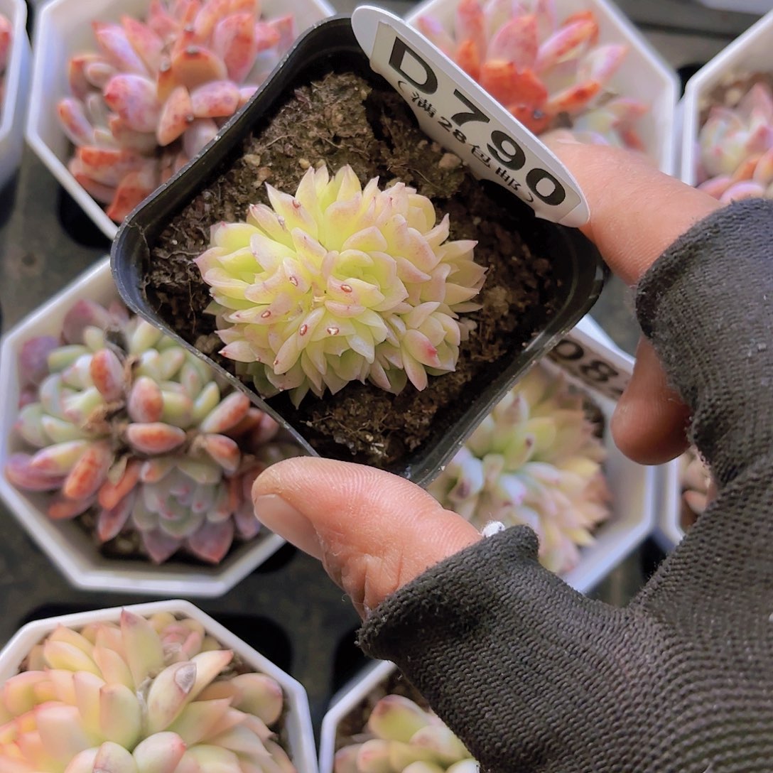 D790艾杜丽儿一物一拍