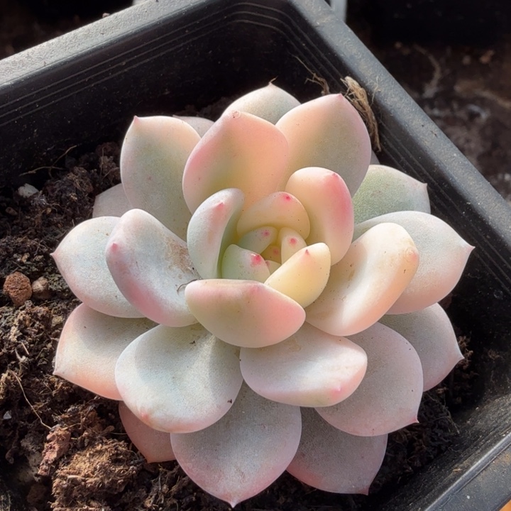 橙梦露锦腹轮锦一刻的