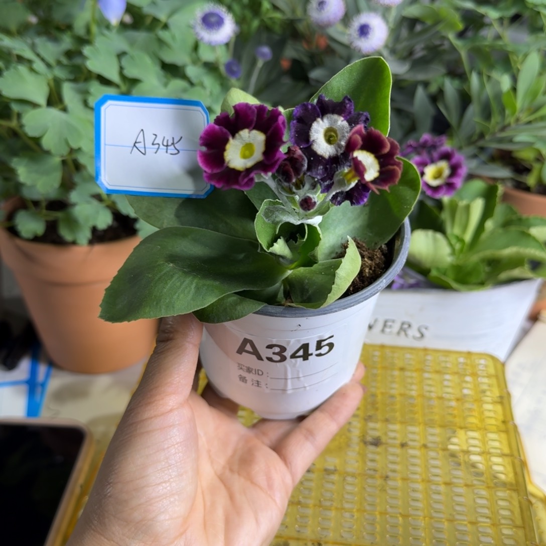 一物一拍  耳叶A345