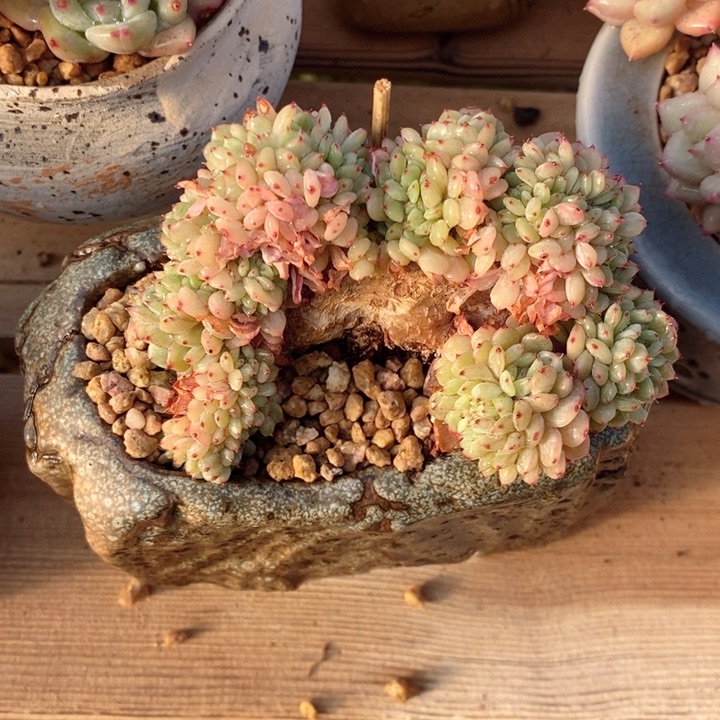 白胖子缀 hhjp1122