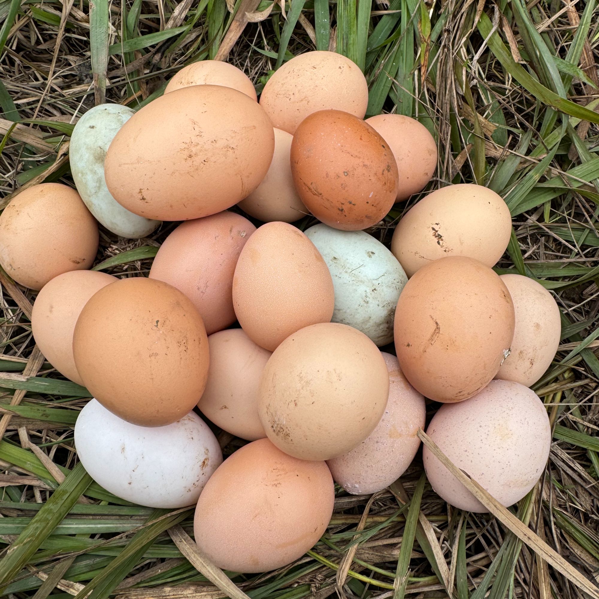 【顺丰到家】正宗农家散养新鲜营养土鸡蛋 