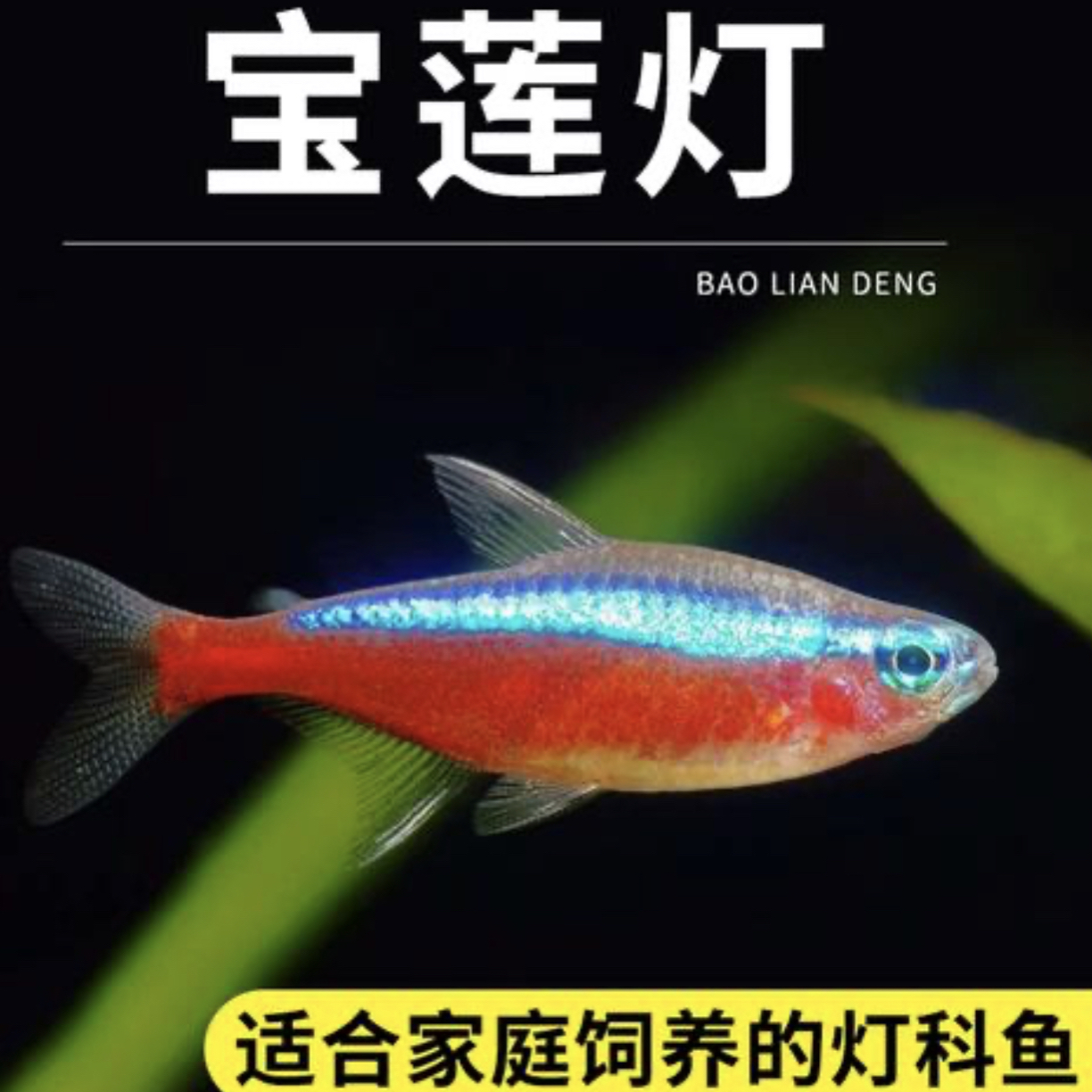 新店开业福利宝莲灯2-2.3cm