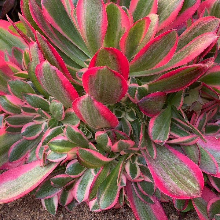 315多肉植物一物一拍