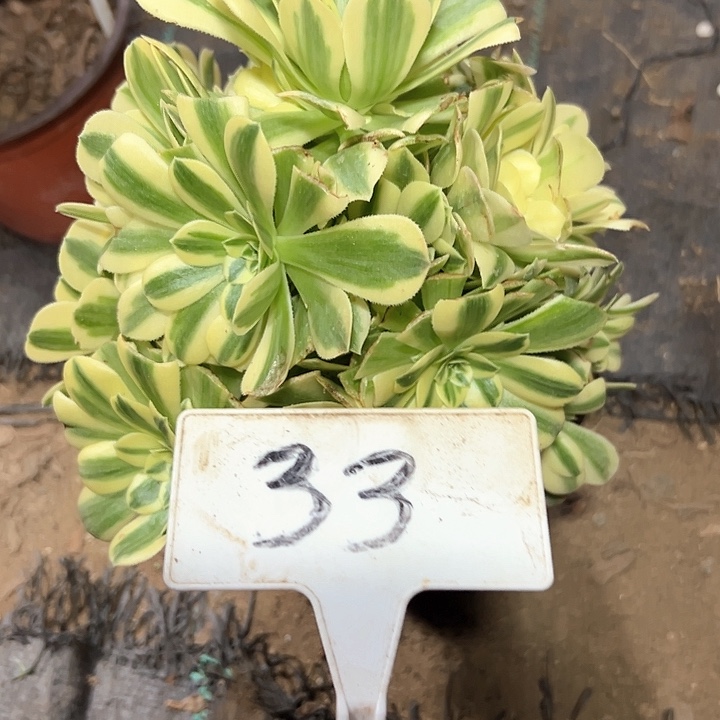 多肉植物迈巴赫法师