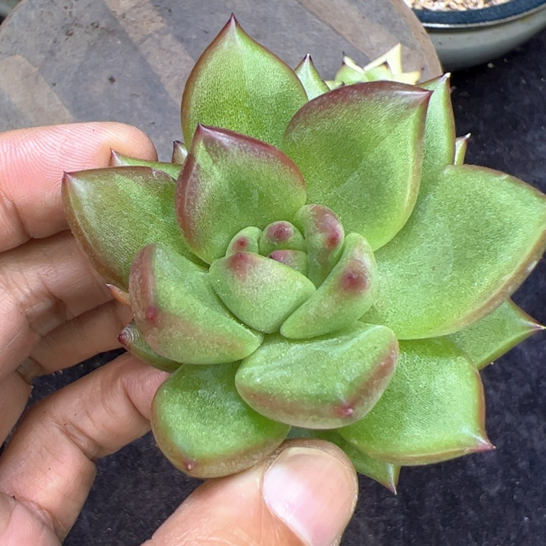 东云杂交绿锦，多肉植物