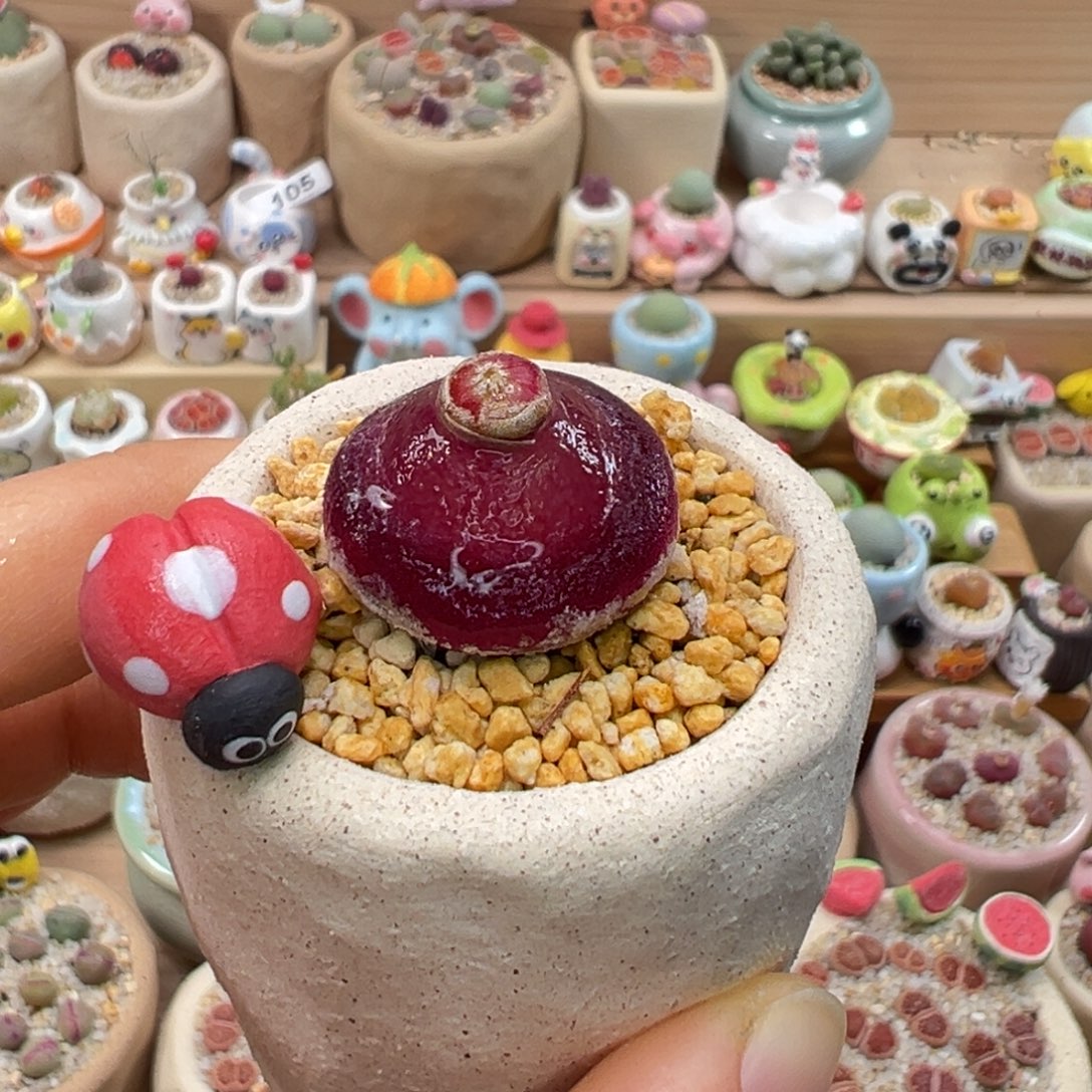 多肉植物130号灯泡