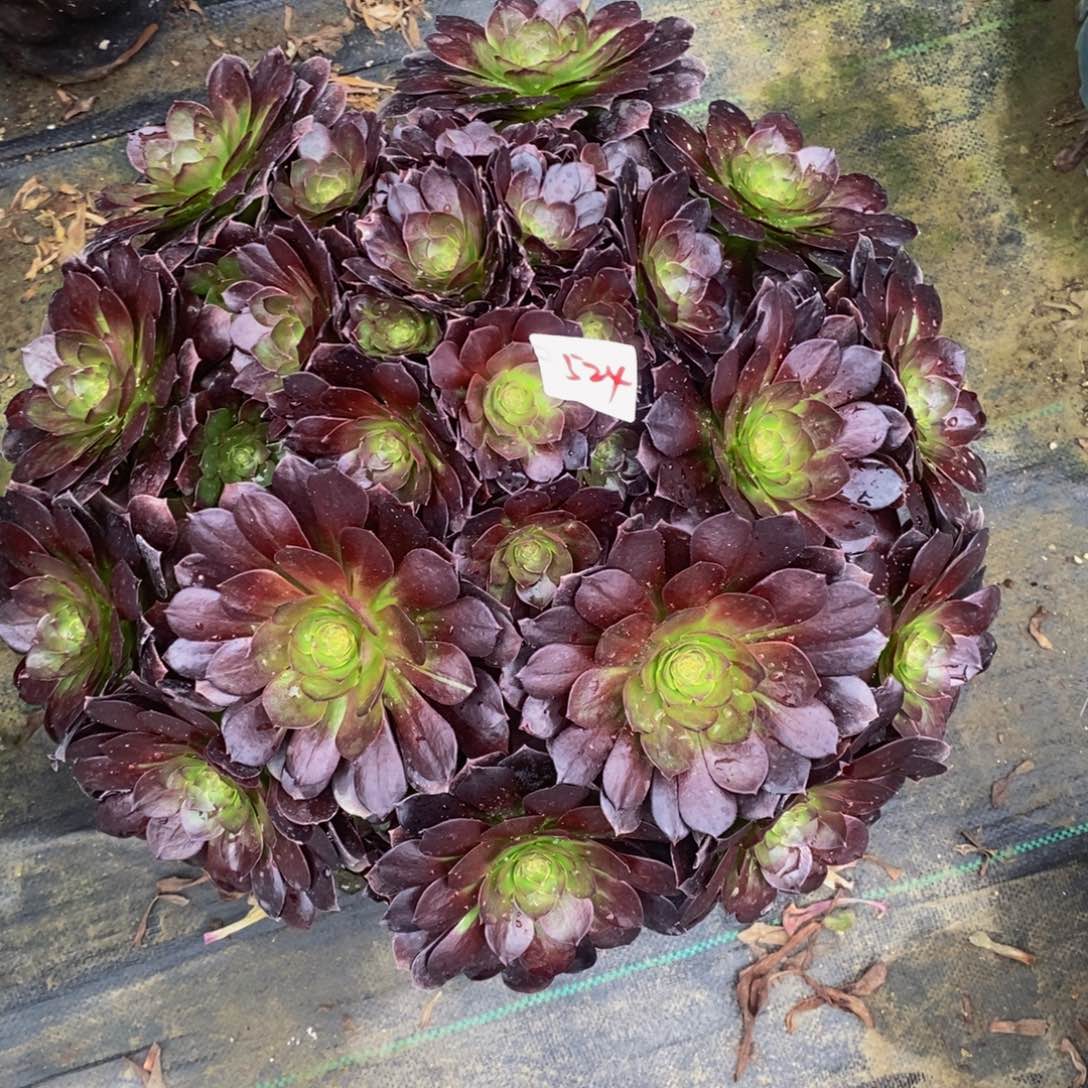 雨*524多肉法师植物赤焰莲