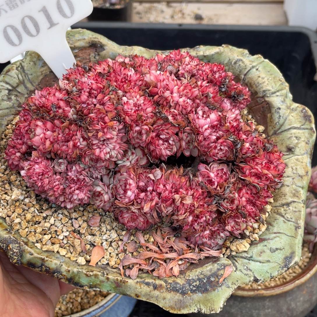 恩西诺不带盆12厘米