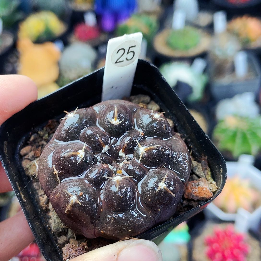 铅皮非偏远地区满25包邮仙人球