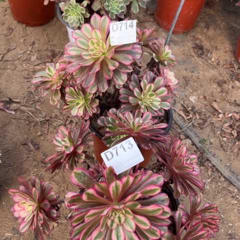 多肉植物白月光二个