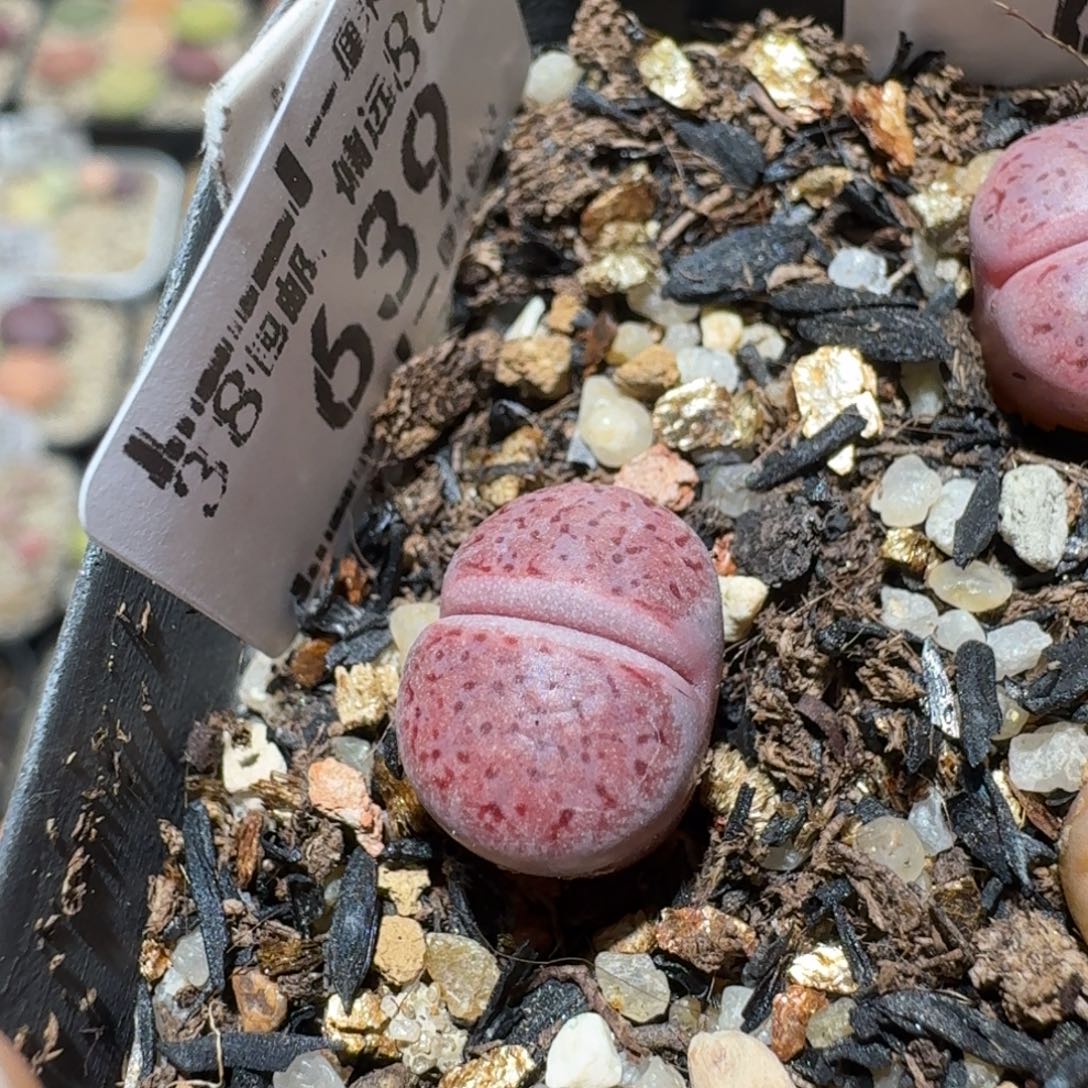 Sssss便宜清仓出了639