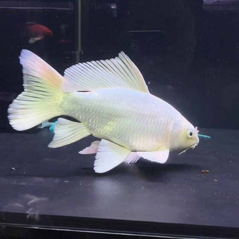 20-30公分白普身高端精品台系蝴蝶鲤观赏鱼【实物已直播间为准】