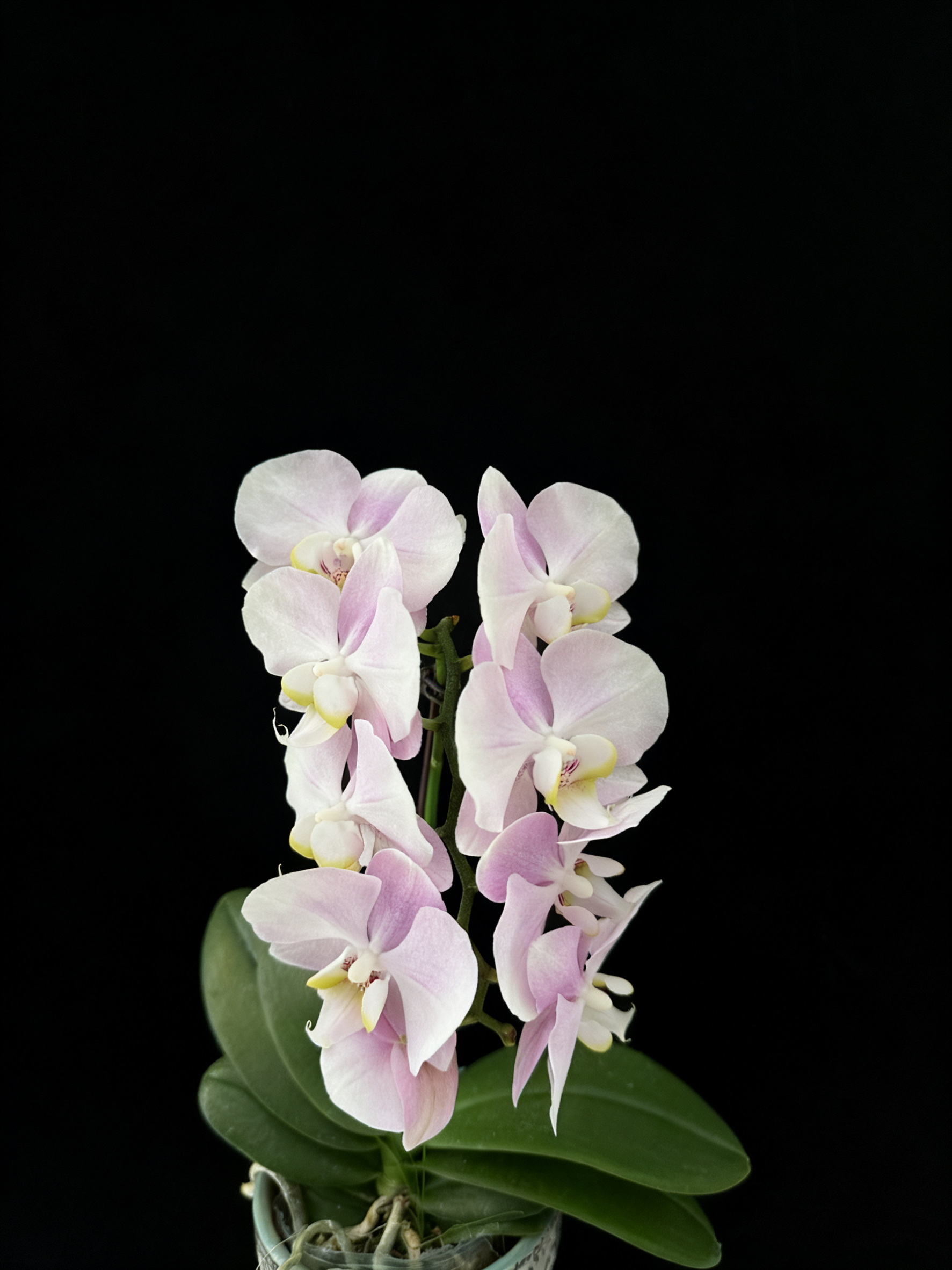 予兰花卉（天使）全花3.0寸杯发货
