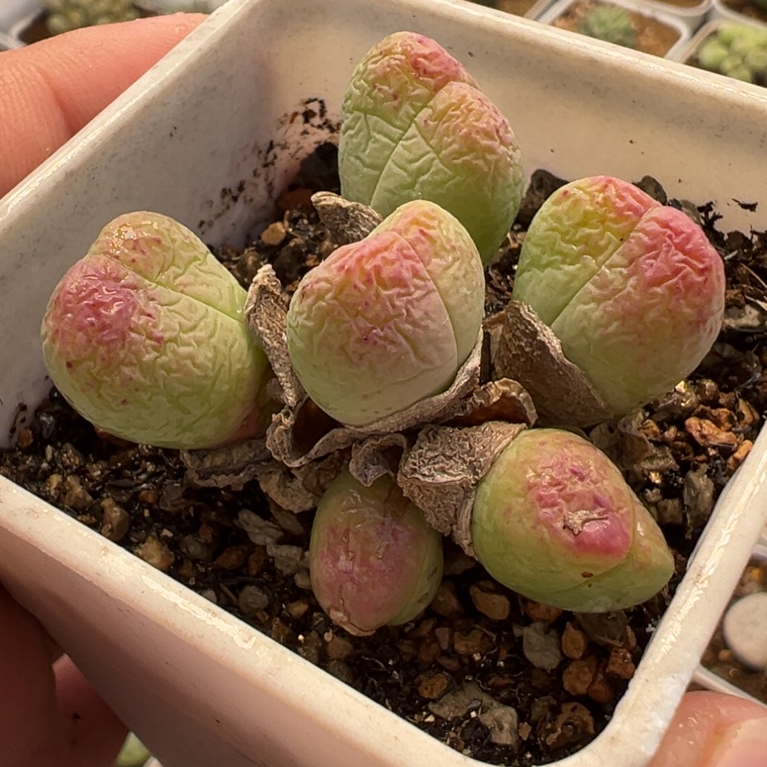 054多肉植物种类多样